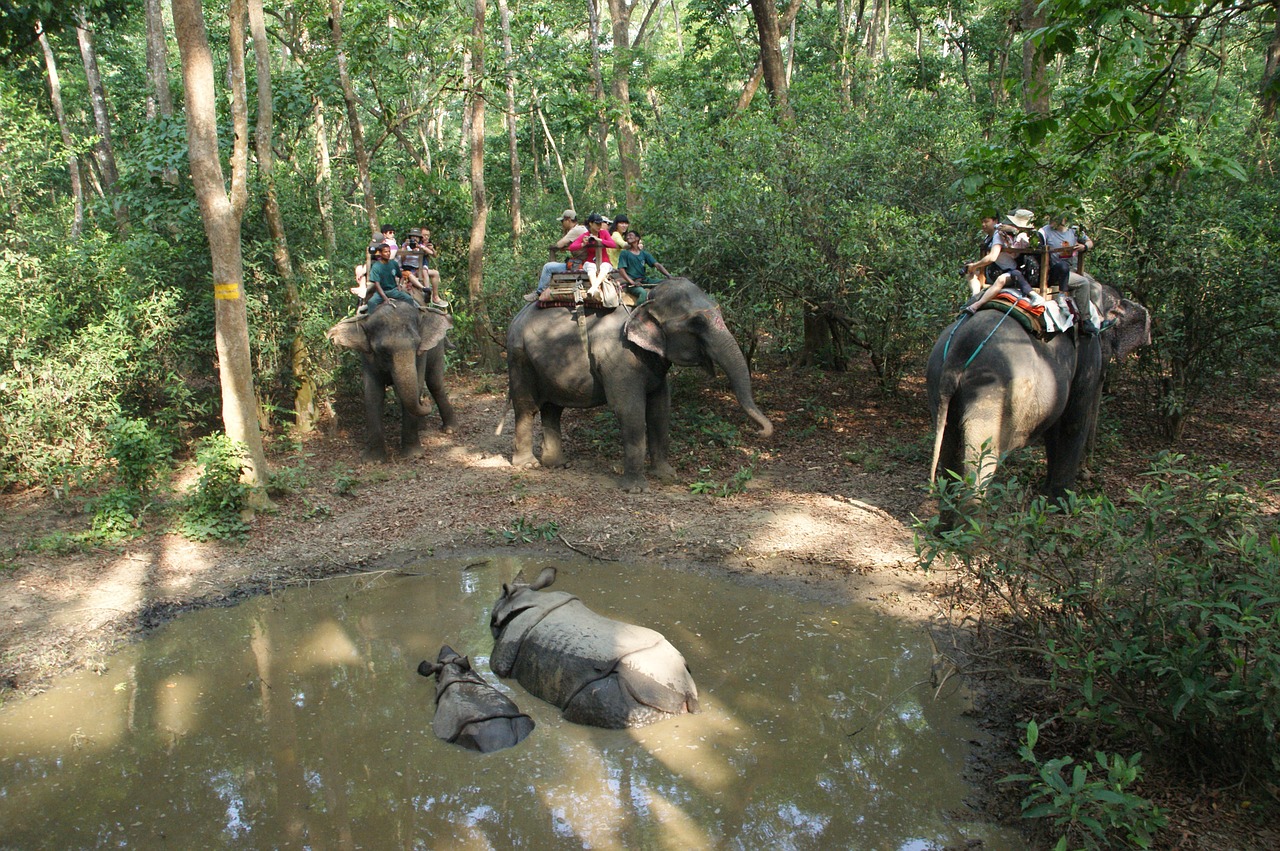 Elephant Riding on forest