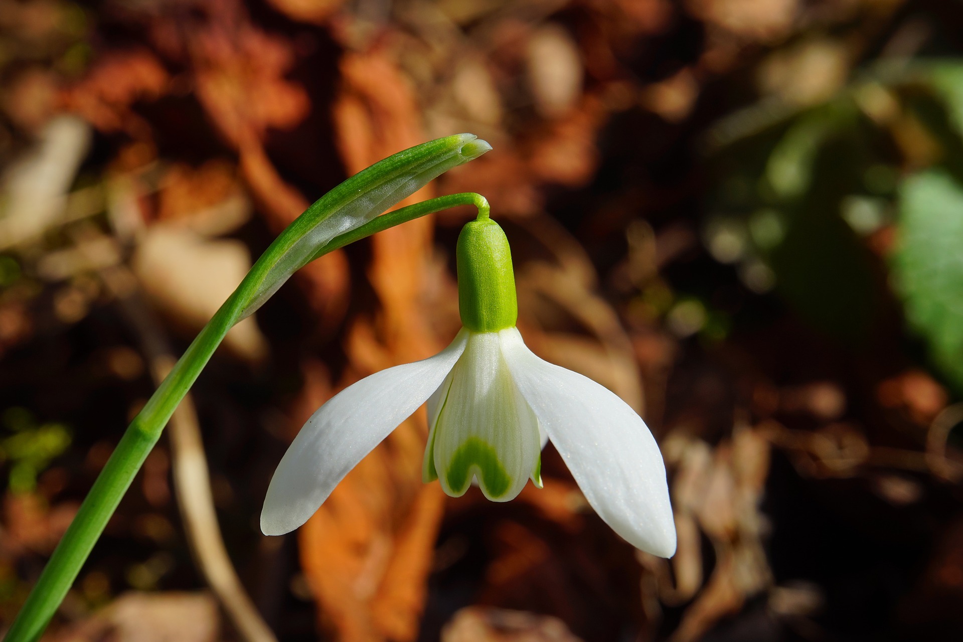 snowdrop 1053625 1920